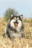 CHIEN FINNOIS DE LAPONIE 225